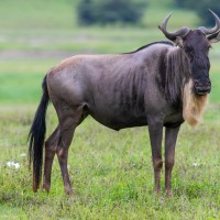 Ngorongoro Crater