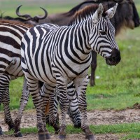 Ngorongoro Crater