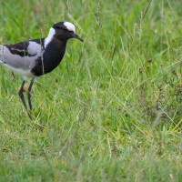 Ngorongoro Crater