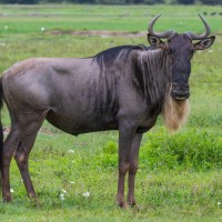 Ngorongoro Crater