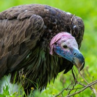 Ngorongoro Crater