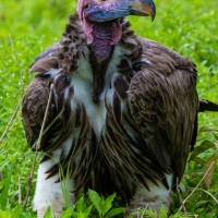 Ngorongoro Crater