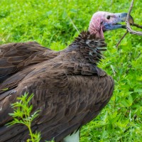 Ngorongoro Crater