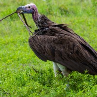 Ngorongoro Crater