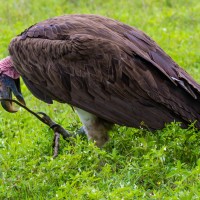 Ngorongoro Crater