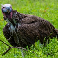 Ngorongoro Crater