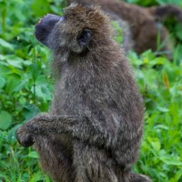 Ngorongoro Crater