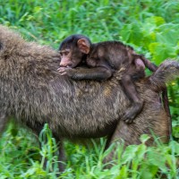 Ngorongoro Crater