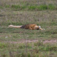 Ngorongoro Crater