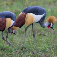 Ngorongoro Crater