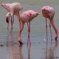 Ngorongoro Crater