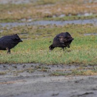 Ngorongoro Crater