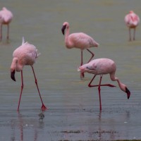 Ngorongoro Crater