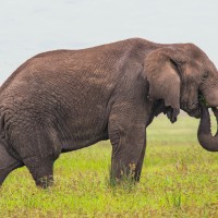 Ngorongoro Crater