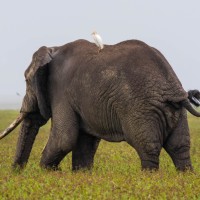 Ngorongoro Crater