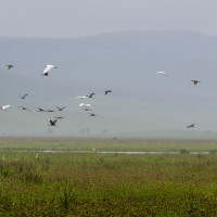 Ngorongoro Crater