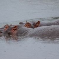 Ngorongoro Crater