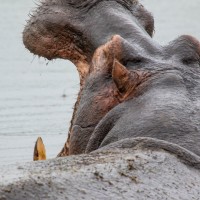 Ngorongoro Crater