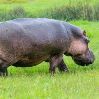 Ngorongoro Crater