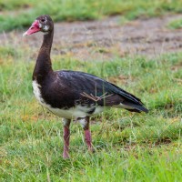 Ngorongoro Crater