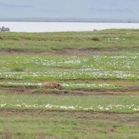 Ngorongoro Crater