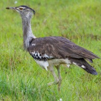 Ngorongoro Crater