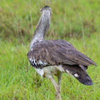 Ngorongoro Crater