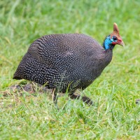 Ngorongoro Crater