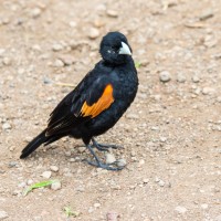 Ngorongoro Crater