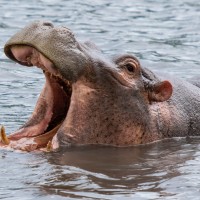 Ngorongoro Crater