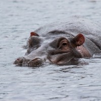 Ngorongoro Crater