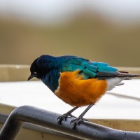 Ngorongoro Crater