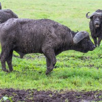 Ngorongoro Crater