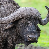 Ngorongoro Crater