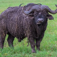 Ngorongoro Crater