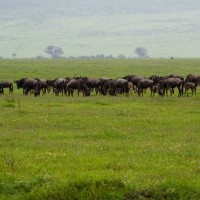 Ngorongoro Crater