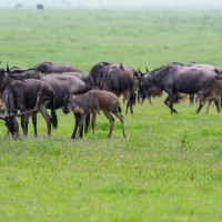 Ngorongoro Crater