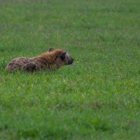 Ngorongoro Crater