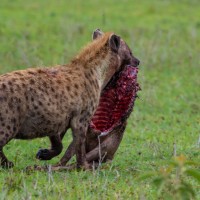 Ngorongoro Crater