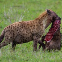 Ngorongoro Crater