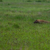 Ngorongoro Crater