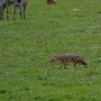 Ngorongoro Crater