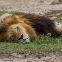 Ngorongoro Crater