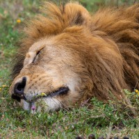 Ngorongoro Crater