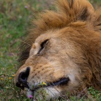 Ngorongoro Crater