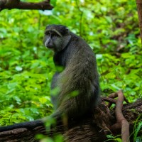 Trip to Kilimanjaro , Lake Manyara Game Reserve