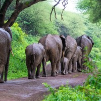 Trip to Kilimanjaro , Lake Manyara Game Reserve