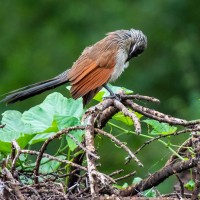 Trip to Kilimanjaro , Lake Manyara Game Reserve