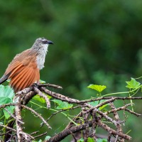 Trip to Kilimanjaro , Lake Manyara Game Reserve