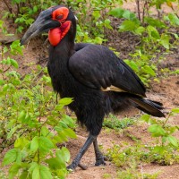 Trip to Kilimanjaro , Lake Manyara Game Reserve